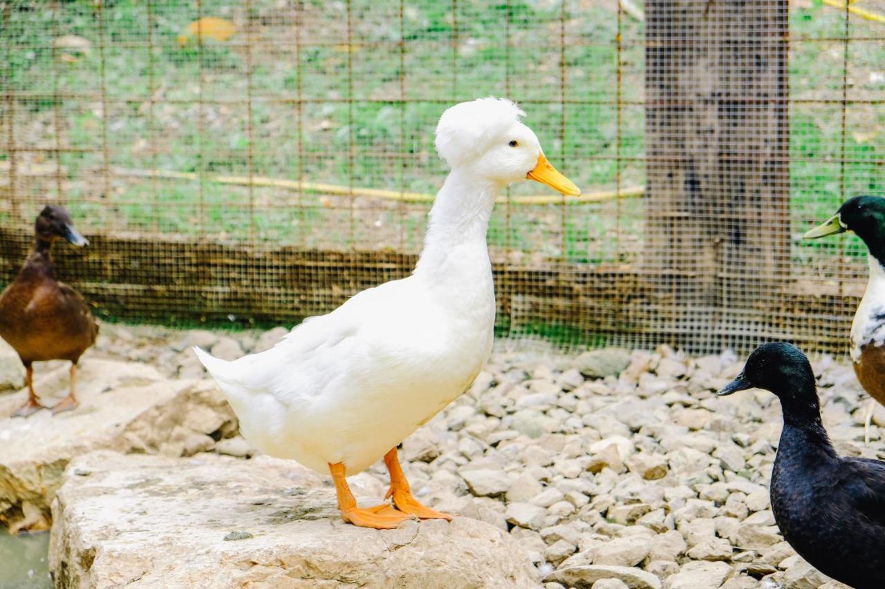 Agriturismo Ca' Fenile Alzano Lombardo Kültér fotó